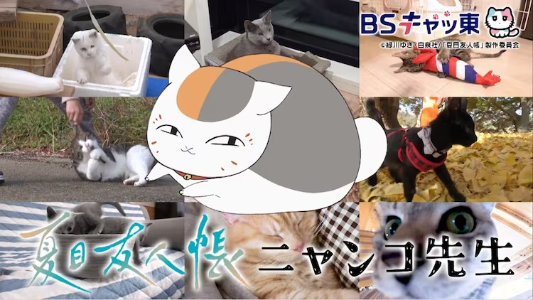 《夏目友人帐》猫咪老师为“猫之日”宣传